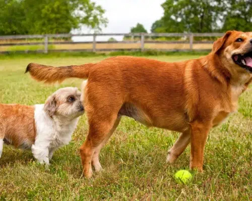 Hunde beschnuppern sich