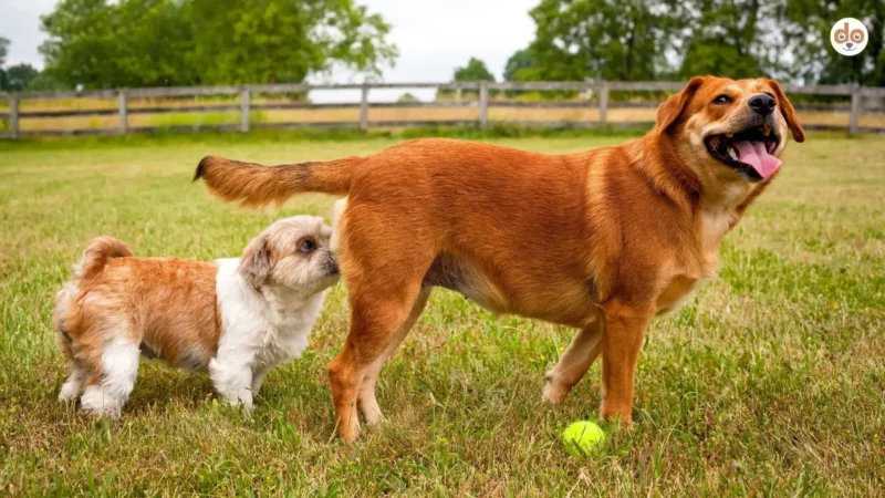 Warum Hunde sich beschnuppern – und was genau dabei passiert