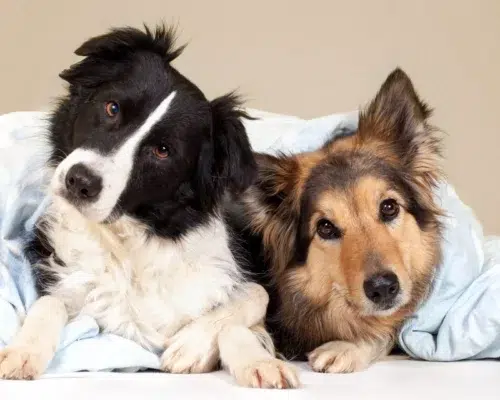 Hunde unter decke schauen fragend