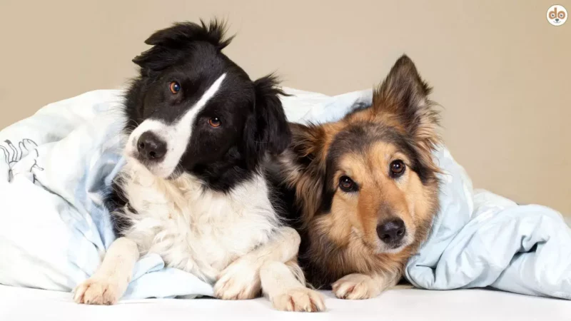 Verhaltensanalyse beim Hund: Ablauf, Standards, Recht & Praxis – der umfassende Ratgeber