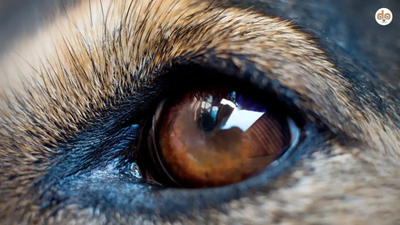 Verstopfte Tränenkanäle beim Hund – Ursachen, Krankheiten & Pflege