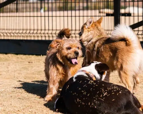 Hundeplatz - Hundewiese