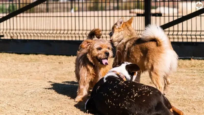 Hundewiesen: Warum sie oft mehr Probleme als Vorteile bringen