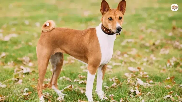 Ringelschwanz bei Hunden