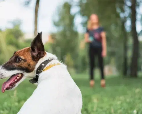 ABC-Analysen im Hundetraining, Hund schaut zurück