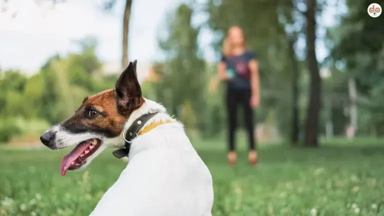 ABC-Analysen im Hundetraining, Hund schaut zurück