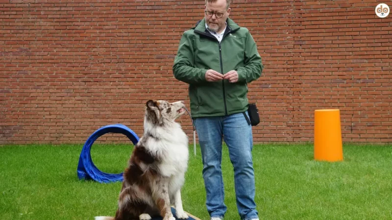 Trainingsprotokoll beim Hund: Aufbau, Metriken, Beispiele & Dauer