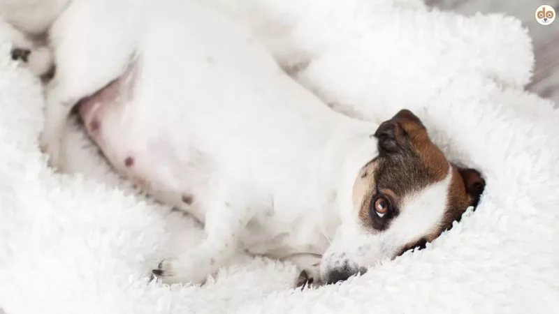 Scheinschwangerschaft beim Hund – Evolutionslogik, Hormone, Risiken und Umgang