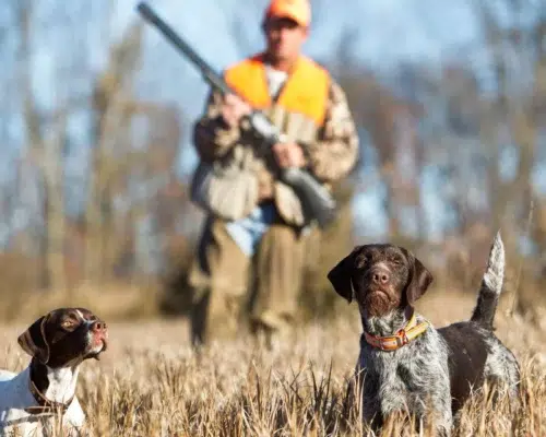 Jäger mit Jagdhunden Englisch Pointer im Feld