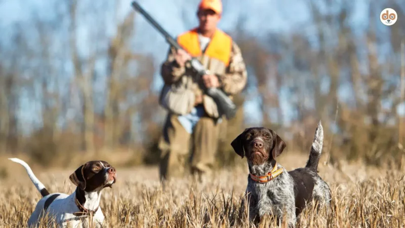 Jagdhunde glücklich halten, auch ohne Jagd?