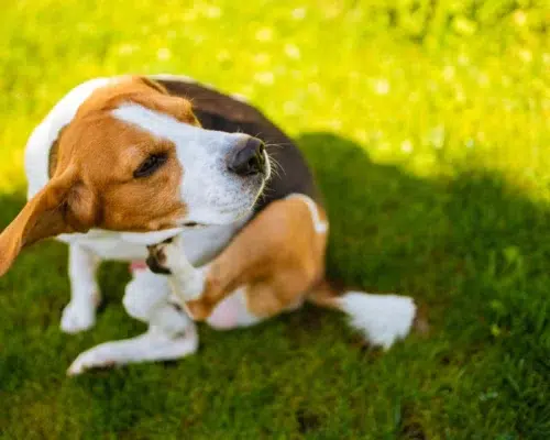 Juckreiz bei einem Beagle