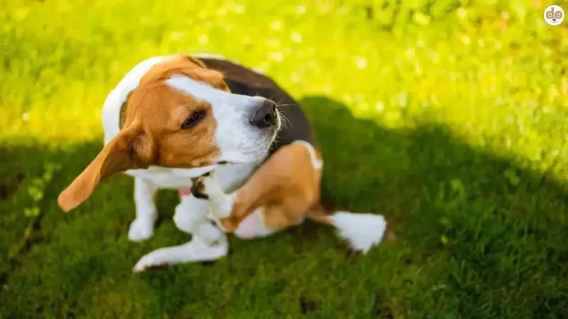 Pilzinfektionen beim Hund: Erkennen und Behandeln