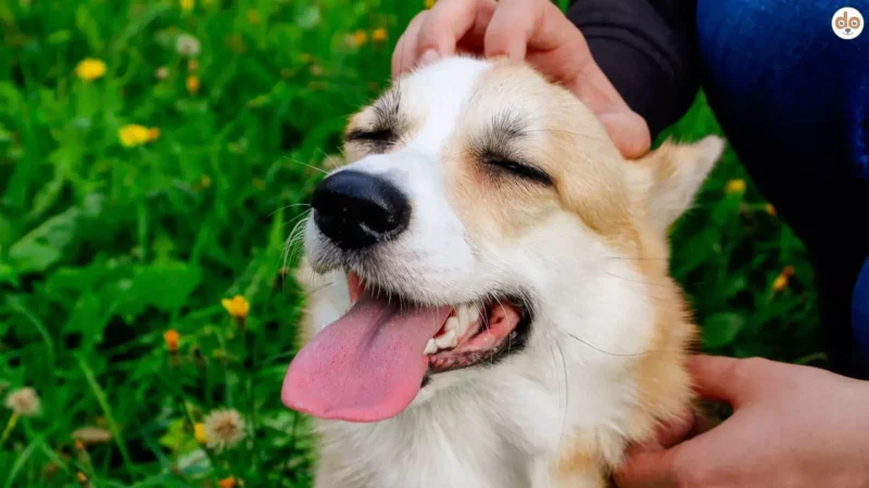ABC der Emotionen beim Hund: Olfaktorisch & taktil regulieren – und das „C“ (Nachbewertung) stabilisieren