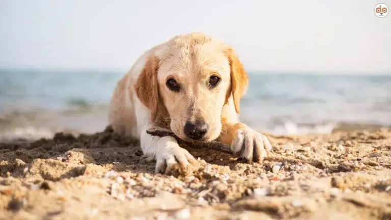 Symbolfoto Mittelmeerkrankheiten Hund junger Labrador