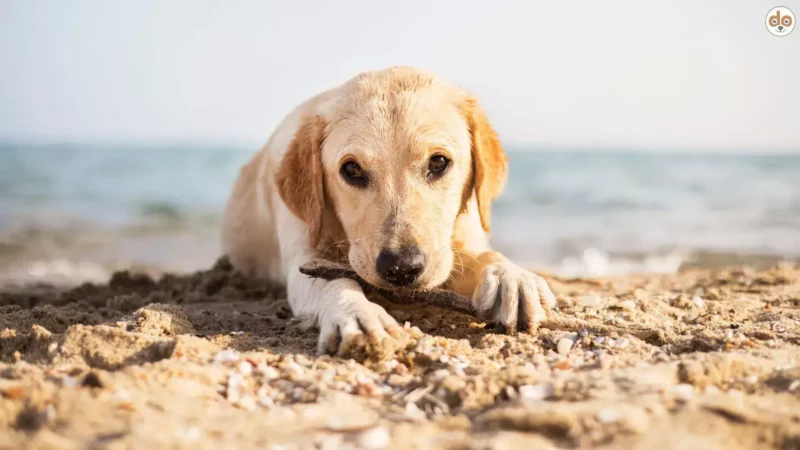 Mittelmeerkrankheiten beim Hund – Nicht mehr nur ein Reiseproblem