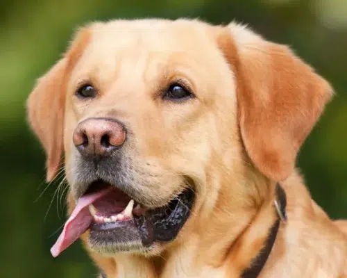 Labrador mit zufriedenem Gesichtsausdruck opportunistisch