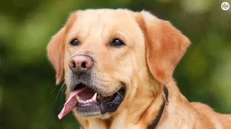 Labrador mit zufriedenem Gesichtsausdruck opportunistisch
