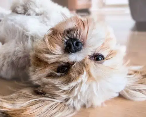 Lhasa Apsa auf Rücken