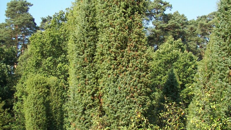 Lüneburger Heide - lueneburger heide 20397