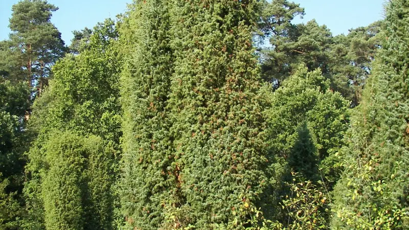 Lüneburger Heide - lueneburger heide 20397