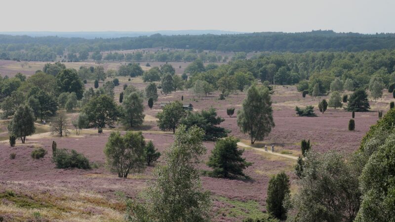 Lüneburger Heide: Wilseder Berg und Totengrund