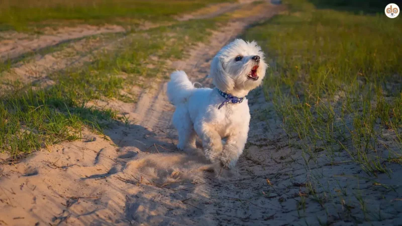 Konstruktive vs. destruktive Aggression beim Hund: erkennen & richtig reagieren