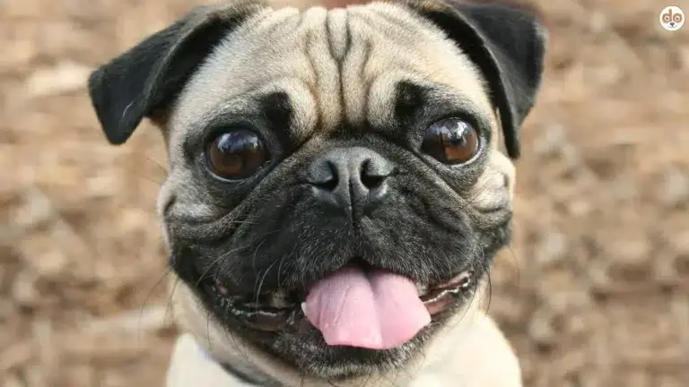 Qualzuchtmerkmale beim Mops und wie Zuchtprogramm Mops 2.0 Gesundheit verbessern sollen