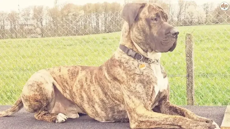 Wie viel Platz braucht ein Hund?