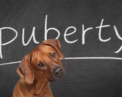 Pubertät beim Hund