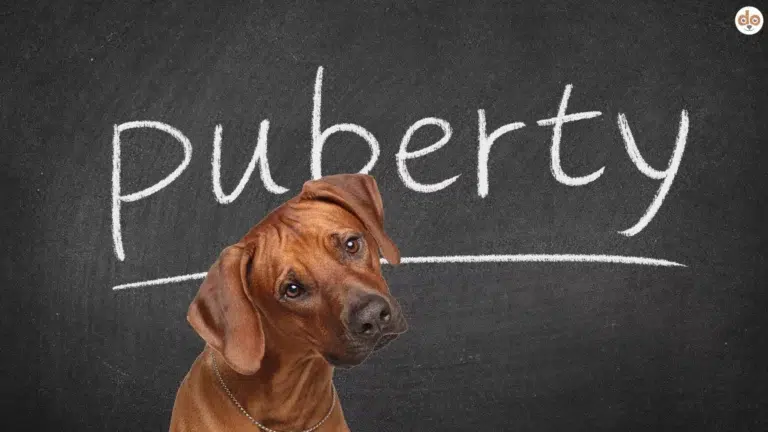 Pubertät beim Hund