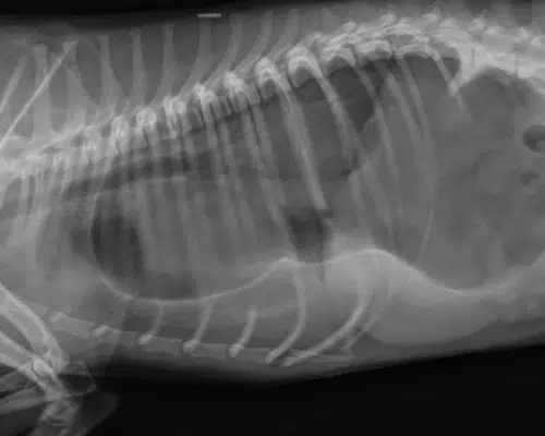 Röntgenbild Hundemagen