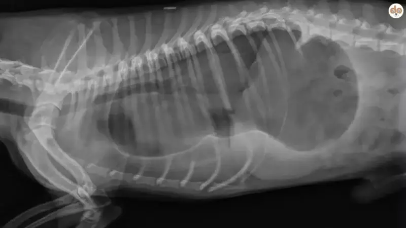 Sodbrennen und Aufstossen beim Hund: Ursachen, Erkennen, Behandeln