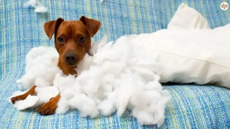 Baby Blues bei Hunden (Welpenblues): Was es ist, warum es passiert – und wie Du gut damit umgehst