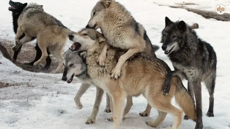 Rangordnung bei Hunden und Wölfen