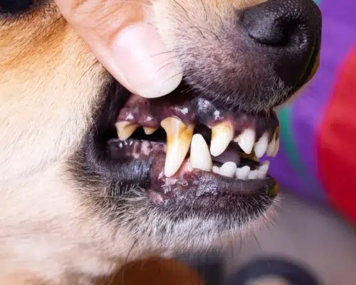 Zahnstein beim Hund Zahngesundheit Maulpflege