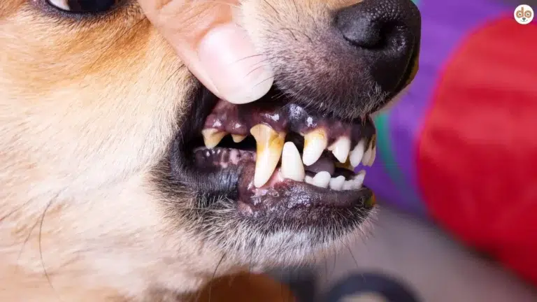 Zahnstein beim Hund Zahngesundheit Maulpflege
