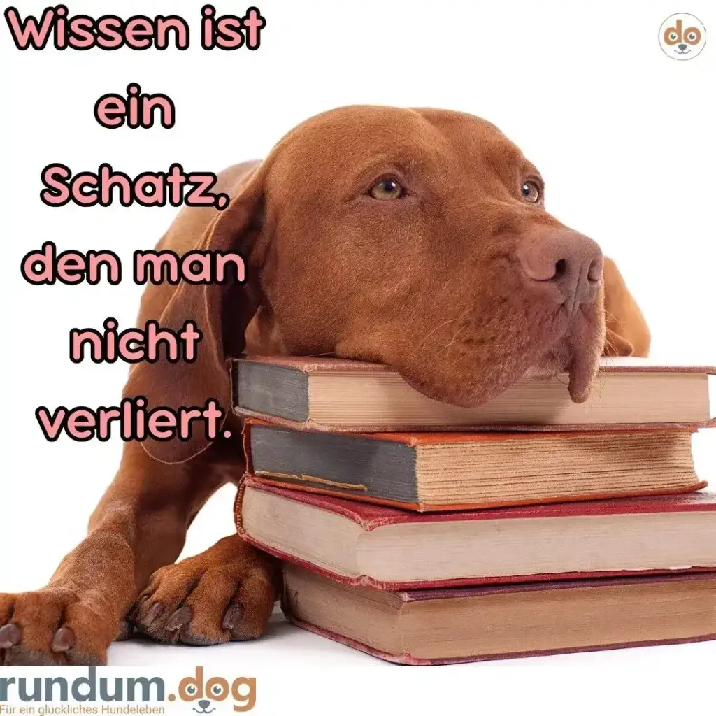 Brauner Hund lehnt nachdenklich seinen Kopf auf einen Stapel alter Bücher