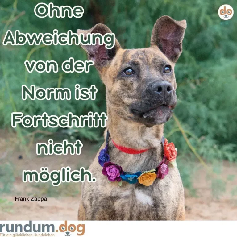 Graubrauner Hund mit aufgerichteten Ohren blickt direkt in die Kamera, trägt ein buntes Blumenhalsband mit roten, rosa, blauen und gelben Blüten