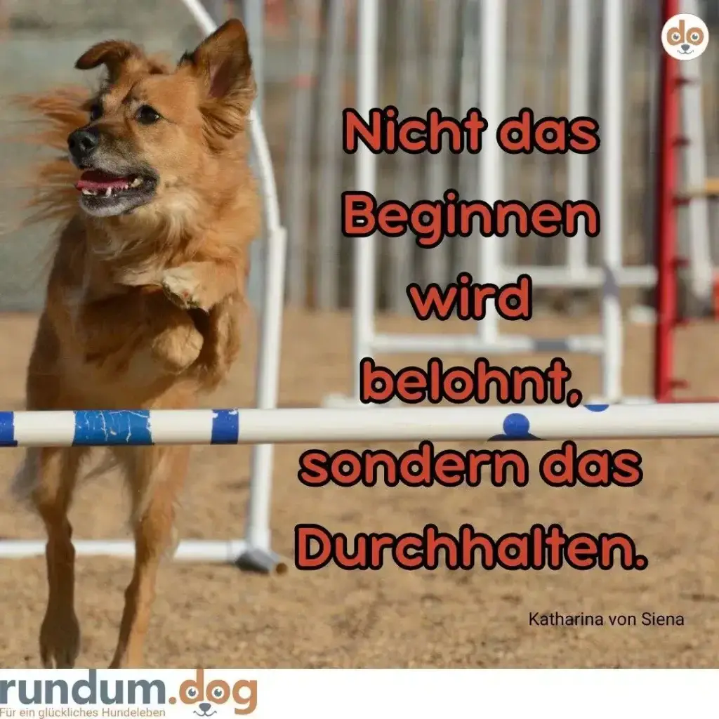 Braunroter Hund springt über weiss-blaue Trainingshürde auf Sandplatz in Agility-Arena