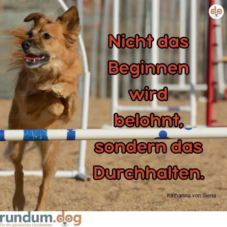 Braunroter Hund springt über weiss-blaue Trainingshürde auf Sandplatz in Agility-Arena