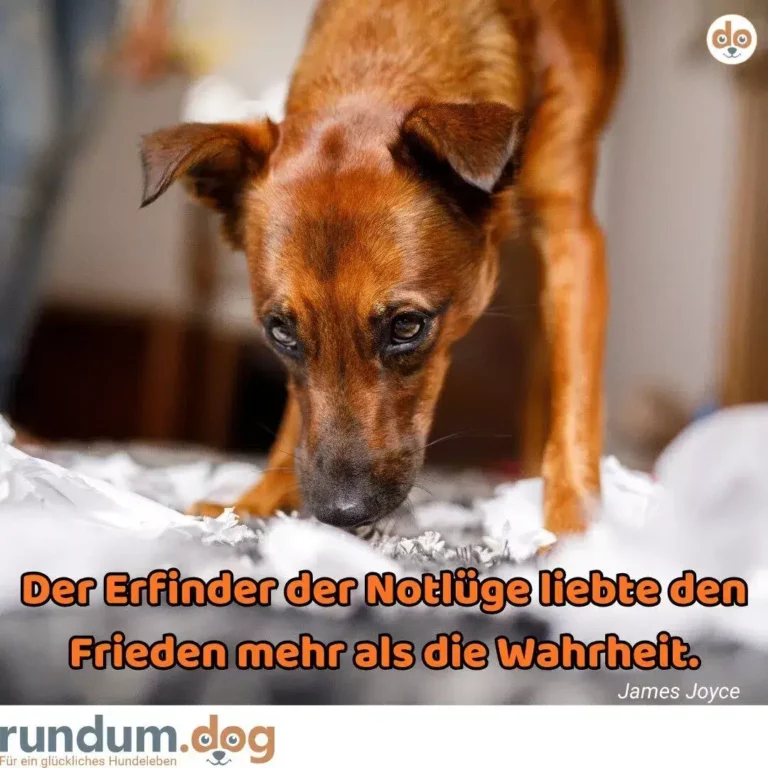 Rotbrauner Hund senkt den Kopf über weisse Oberfläche und schaut intensiv nach unten