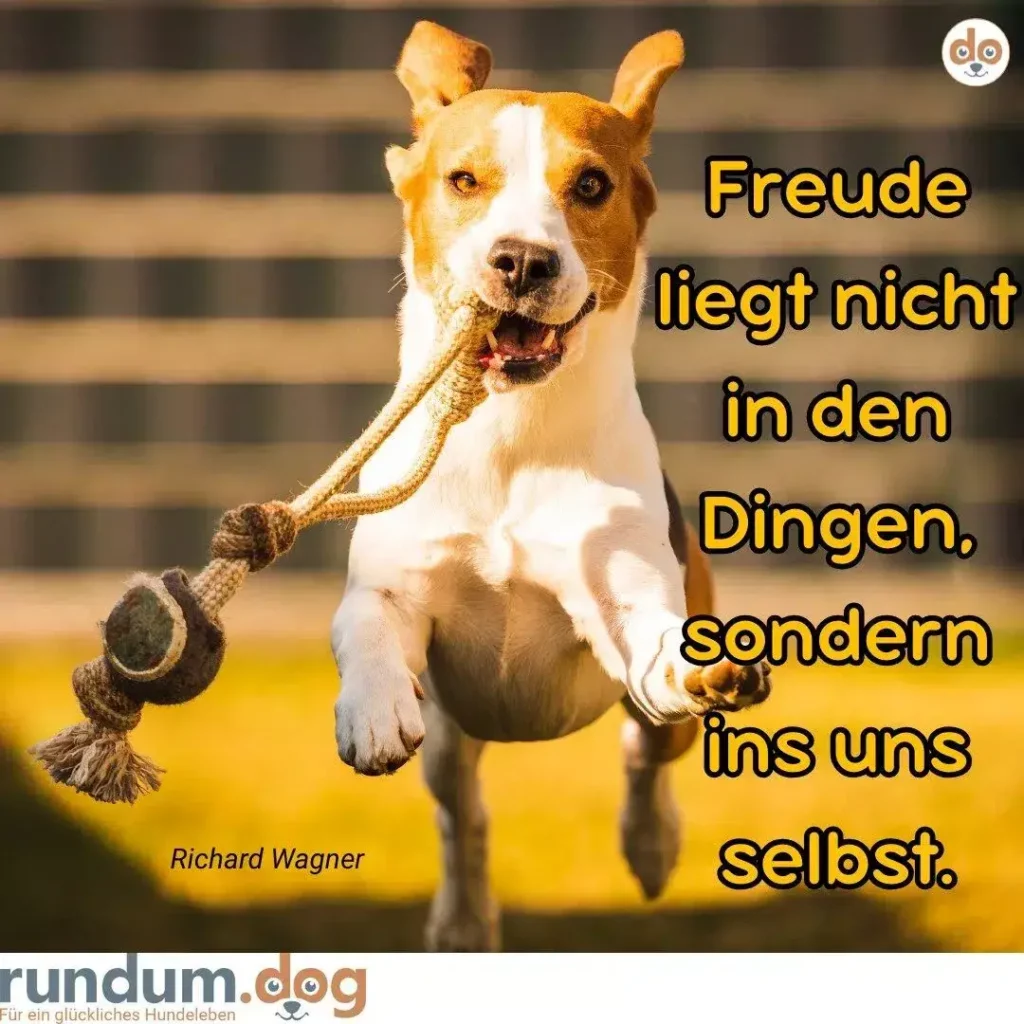 Weiss-brauner Hund hält Seil-Spielzeug im Maul und schaut glücklich in die Kamera