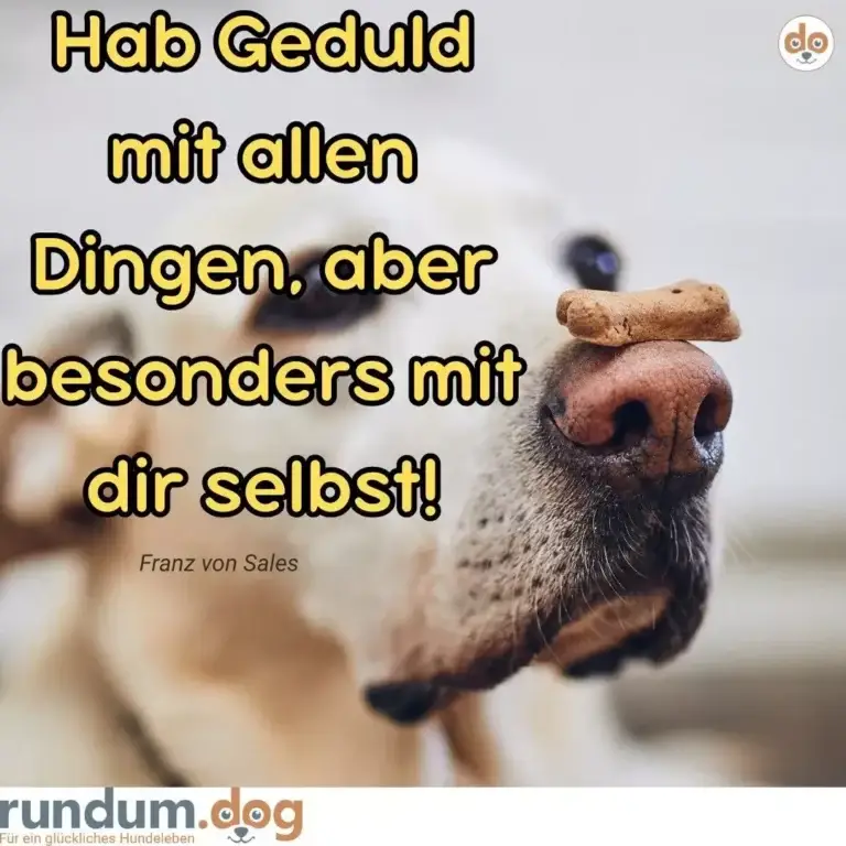 Hund mit Hundekeks auf der Nase, schaut direkt in die Kamera