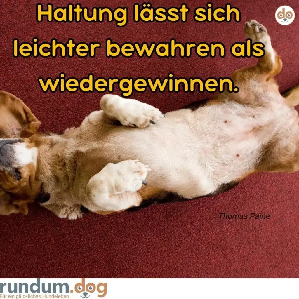 Hund liegt auf dem Rücken mit allen vier Pfoten in der Luft, entspannt auf rotem Untergrund