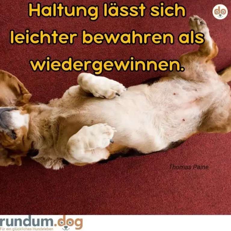 Hund liegt auf dem Rücken mit allen vier Pfoten in der Luft, entspannt auf rotem Untergrund