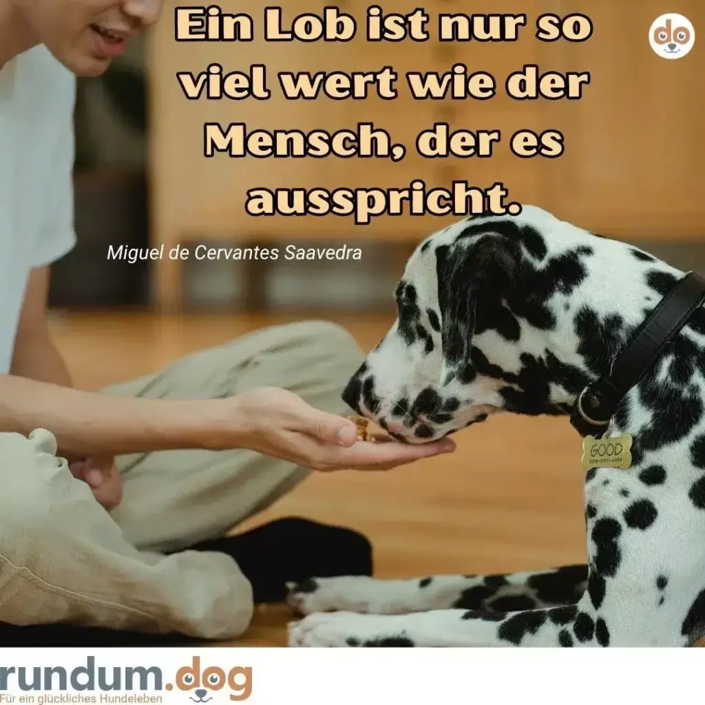 Dalmatiner nimmt ein Leckerli aus der Hand eines sitzenden Menschen, trägt ein 'Good'-Halsband