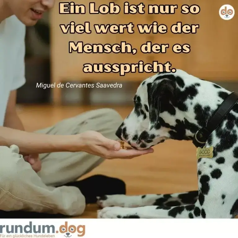 Dalmatiner nimmt ein Leckerli aus der Hand eines sitzenden Menschen, trägt ein 'Good'-Halsband