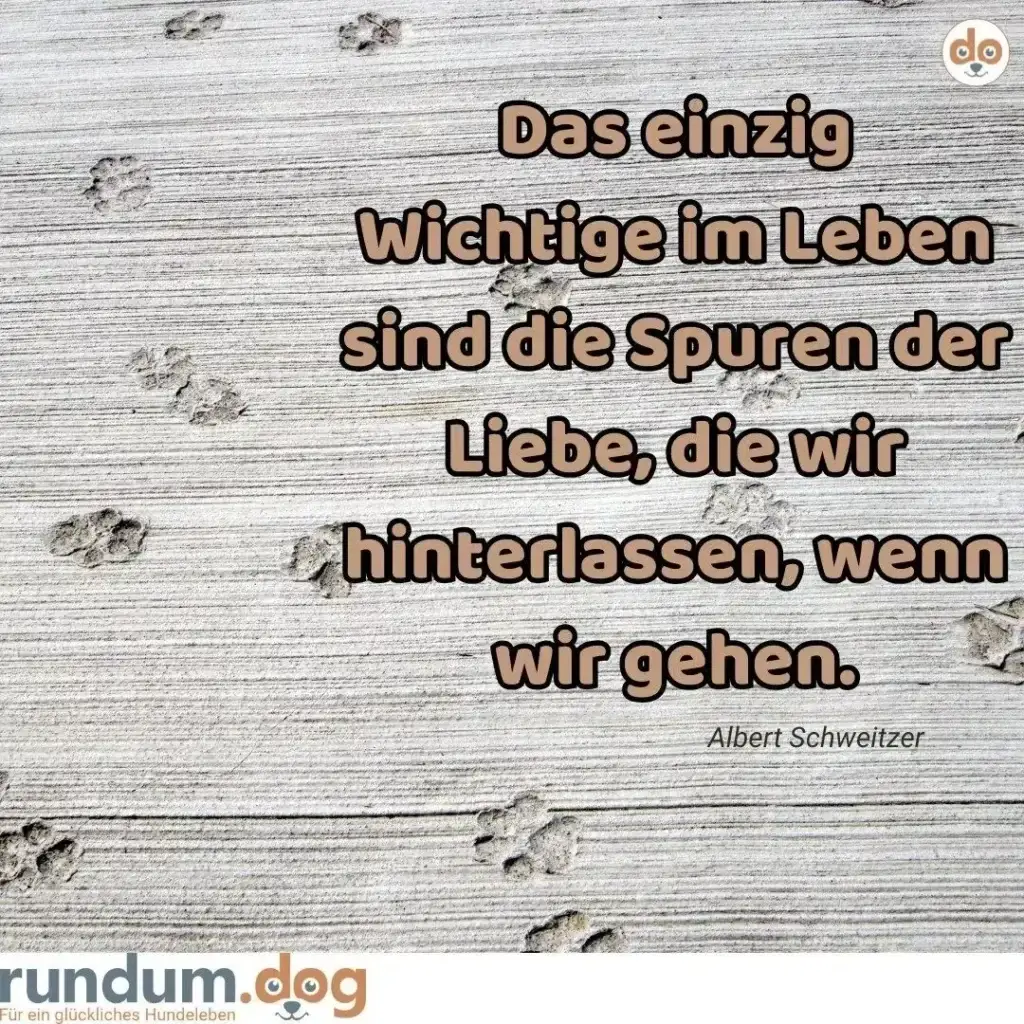 Hundepfoten-Spuren auf hellem Holzuntergrund, darüber Zitat von Albert Schweitzer