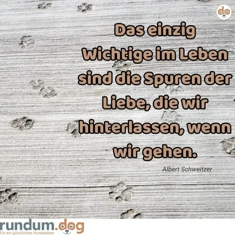 Hundepfoten-Spuren auf hellem Holzuntergrund, darüber Zitat von Albert Schweitzer