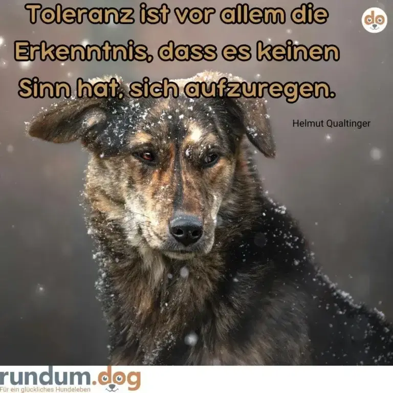 Brauner Hund mit Schnee auf Kopf und Fell schaut direkt in die Kamera, Schneeflocken wirbeln um ihn herum